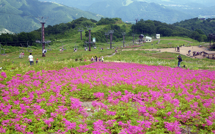 白馬五竜高山植物園