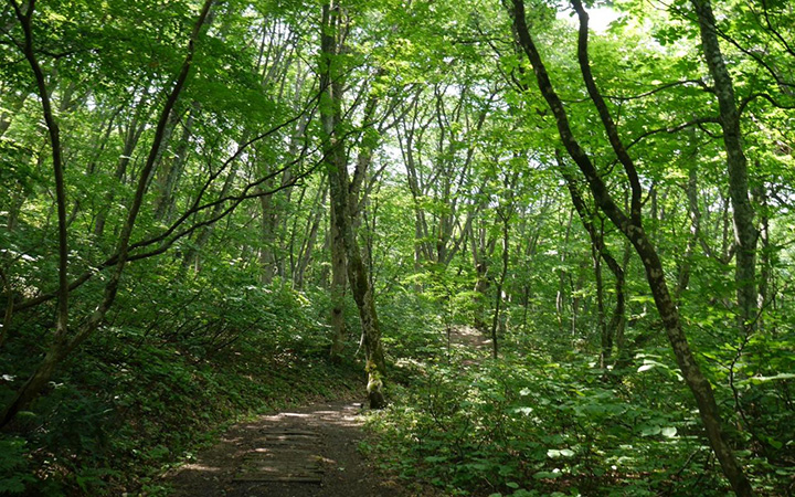 白神の森遊山道